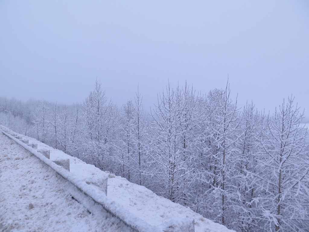 Palmer Alaska Snowy Winter Trees