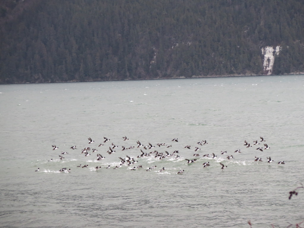 Flock of birds in Haines Alaska