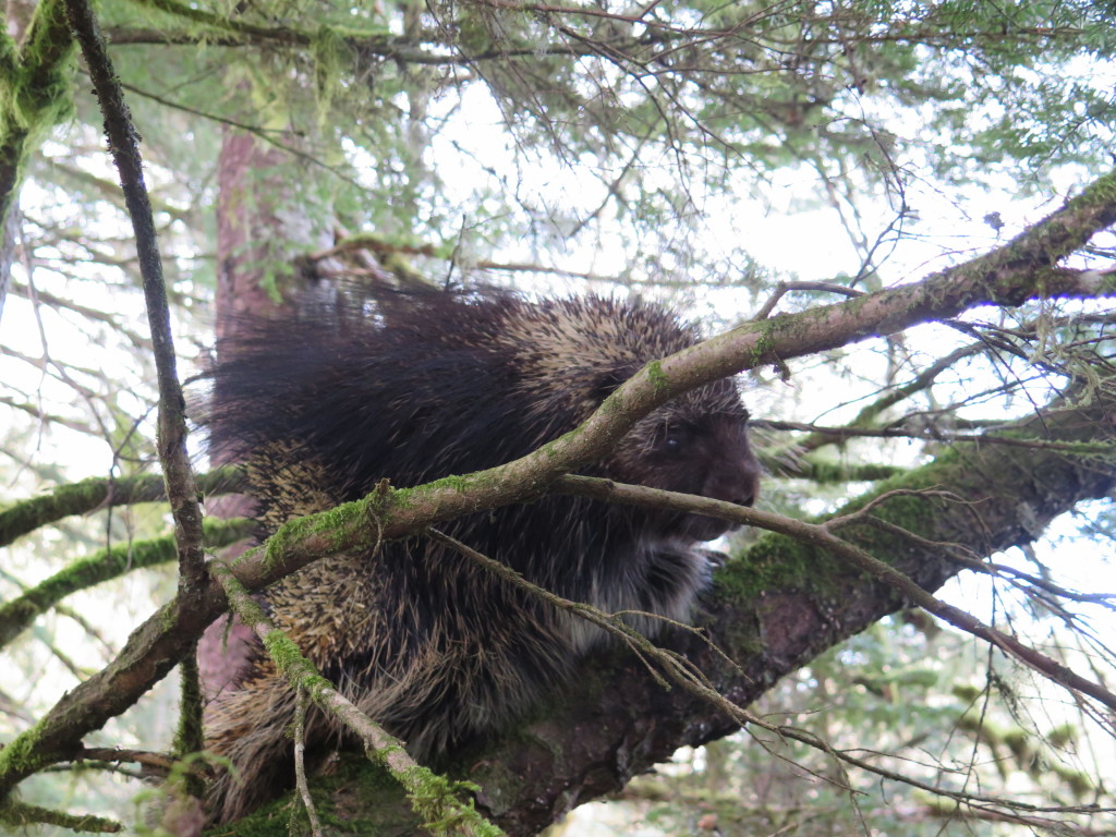 Porcupine in Juneau Alaska