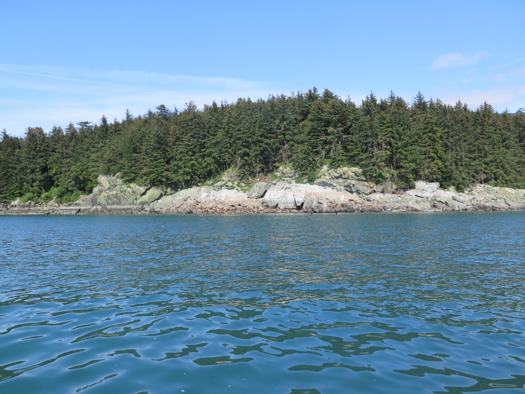 Sea Lion Rookery in Juneau Alaska