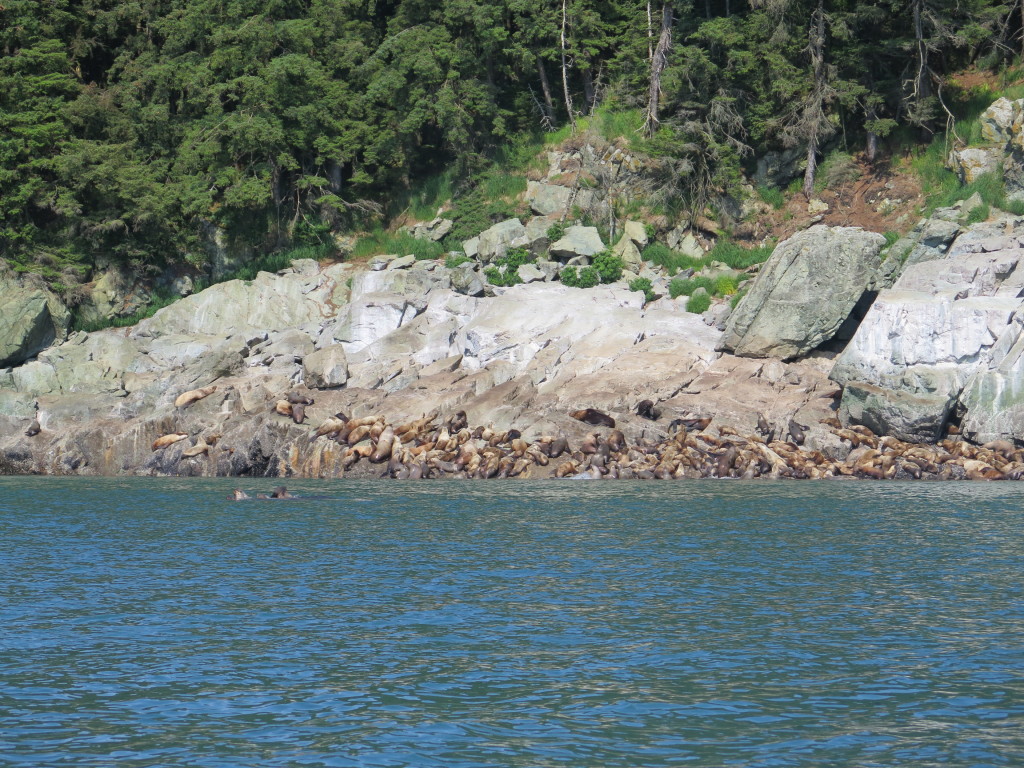 Sea Lion Rookery in Juneau Alaska
