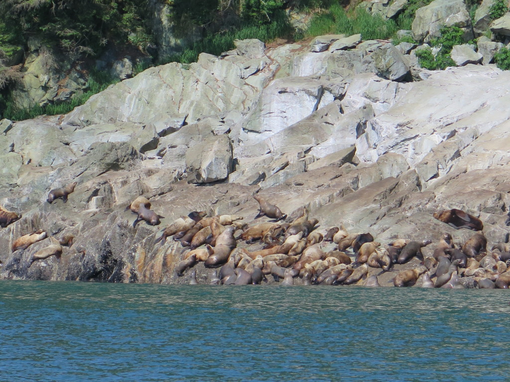 Sea Lion Rookery in Juneau Alaska