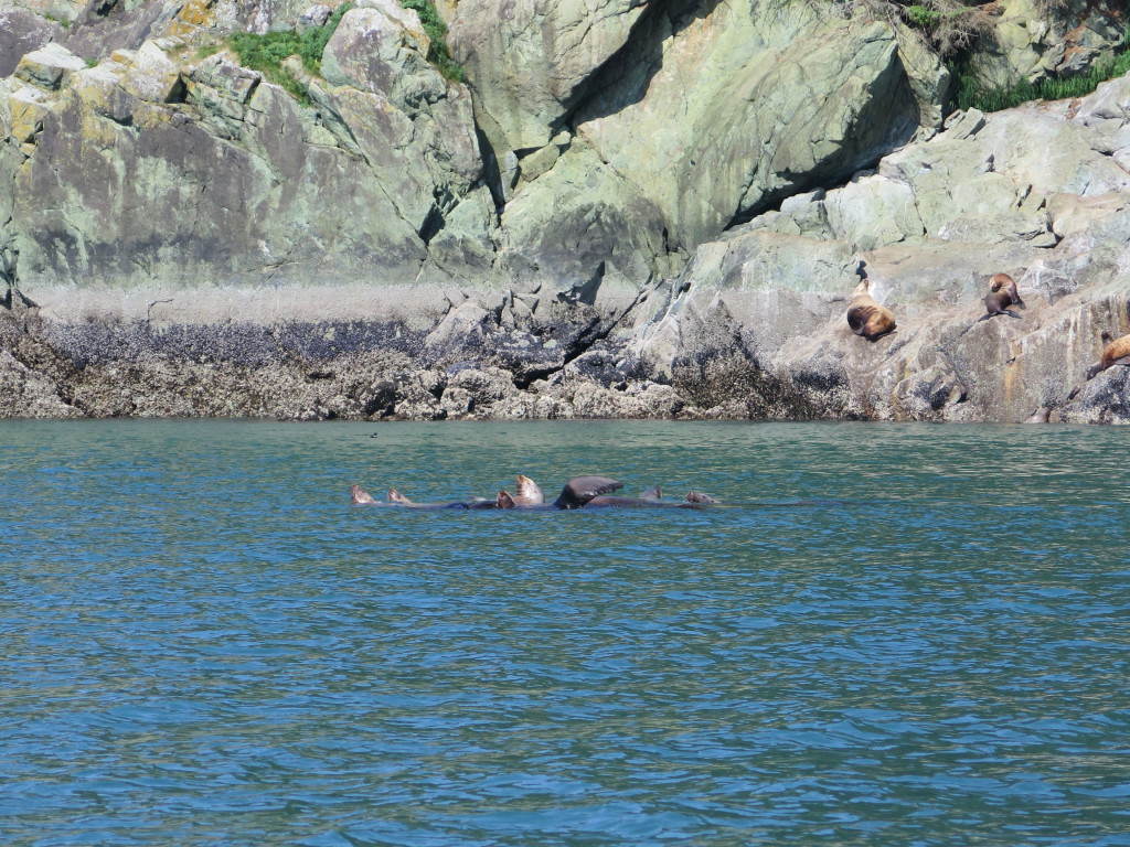 Sea Lion Rookery in Juneau Alaska