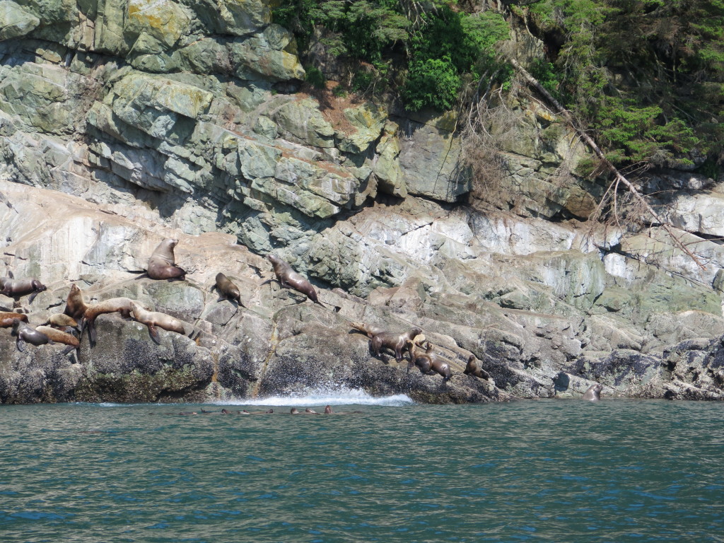 Sea Lion Rookery in Juneau Alaska