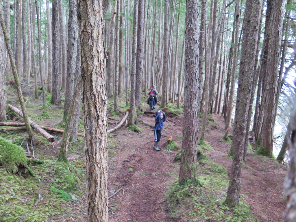 Trees... have I mentioned yet how much I love them? I have?